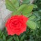 Rose is one of the best known and most favorite plants in the world.Â 